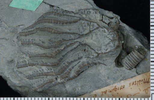 Glyptocrinus sculptus Miller