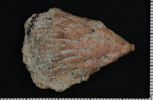 Clidochirus springeri Ausich