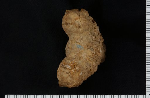 Agaricocrinus ponderosus Wood