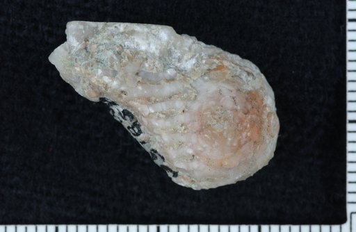 Tirocrinus trochos Ausich