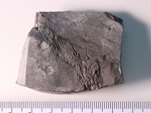 Heterocrinus geniculatus Ulrich