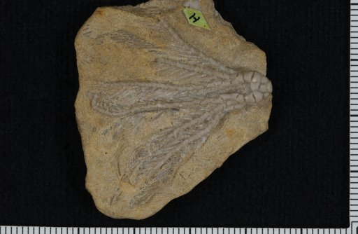 Ampelocrinus mundus Kirk