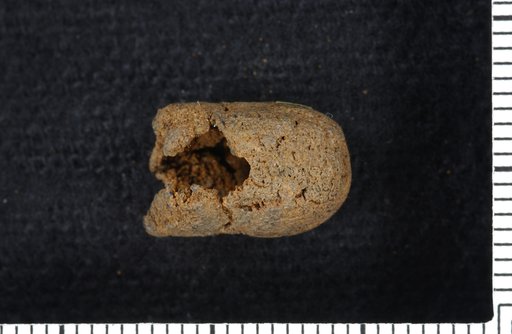 Edriocrinus occidentalis Springer