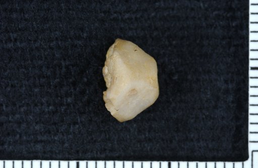 Synbathocrinus granulatus (Troost)