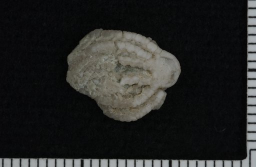 Clematocrinus ohioensis Ausich