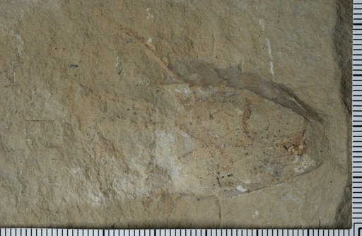 Periechocrinus shaveri Lane & Ausich