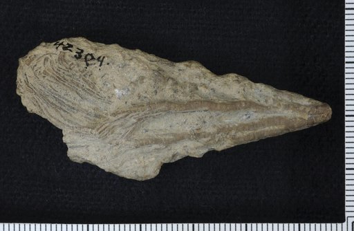 Heterocrinus (Iocrinus) oehanus Ulrich