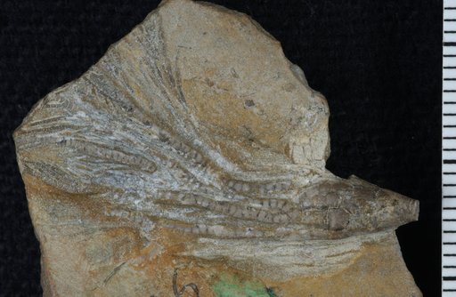 Poteriocrinus montanensis Meek