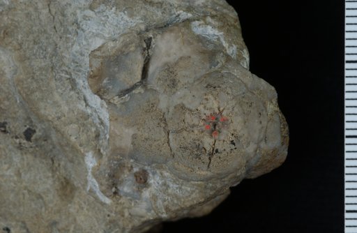 Siderocrinites ornatus Troost