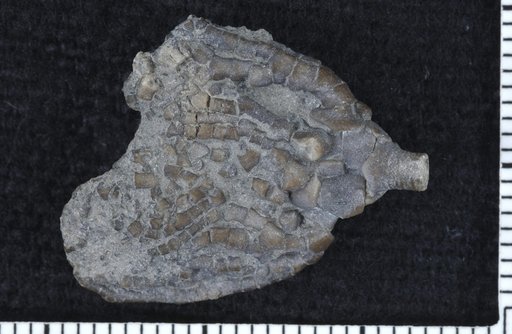 Pyrenocrinus buehlerorum McIntosh