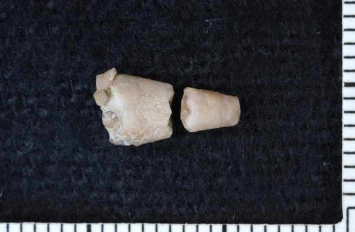 Kanabinocrinus thyaros Ausich