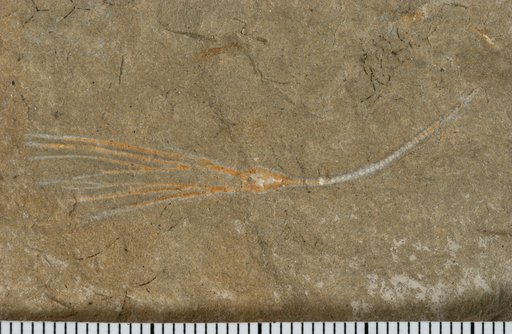 Dendocrinus diaphoros Lane & Ausich