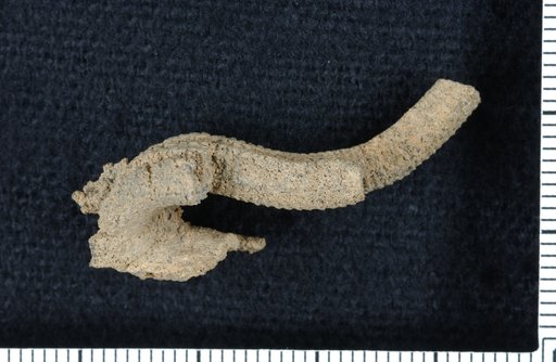 Thysanocrinus eugenius Ohern
