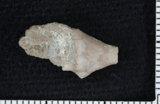 Dendrocrinus daytonensis Ausich