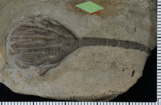 Eutaxocrinus whiteavesi Springer