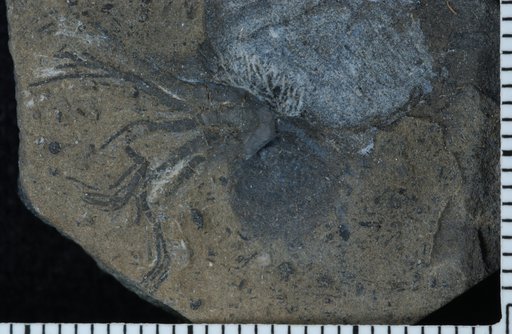 Zygiosocrinus typicus Webster