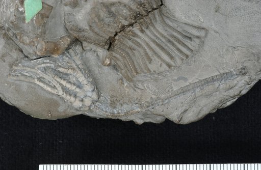 Cyathocrinus harrisi Miller