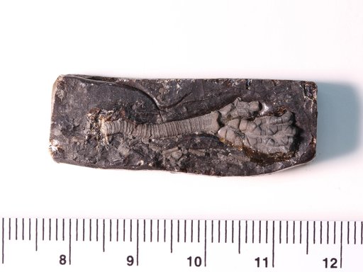 Heterocrinus geniculatus Ulrich