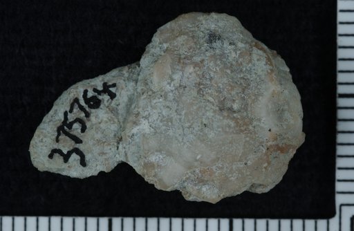 Zirocrinus litos Ausich
