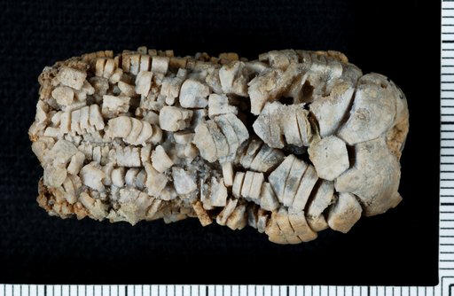 Zeacrinus magnoliaeformis Troost in Hall