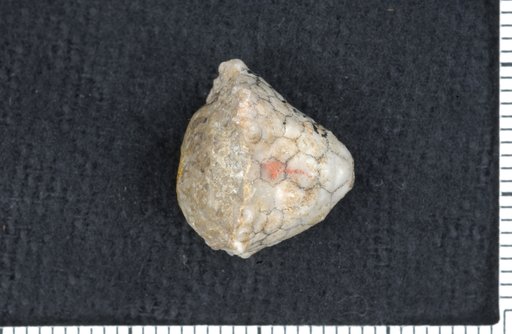 Dimerocrinus roemeri Troost