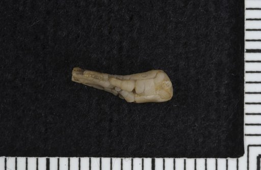 Caleocrinus longifrons Brower