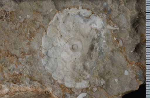 Paragaricocrinus ? yakovlevi Lane