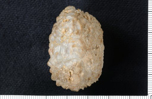 Marsipocrinus magnificus Wood