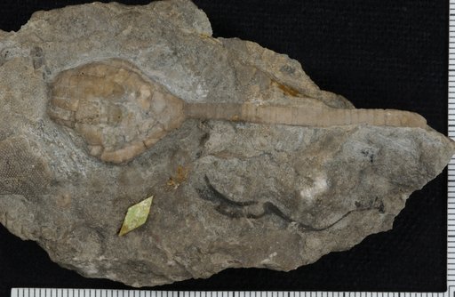 Clidochirus americanus Springer