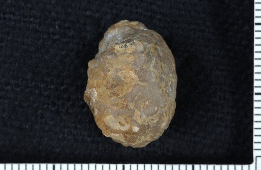 Rhodocrinus vesperalis White
