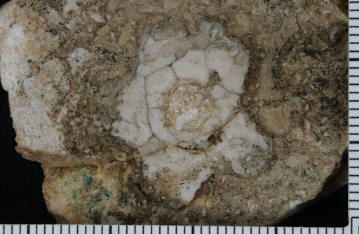 Dimerocrinus vagans Foerste