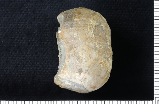 Gaulocrinus symmetros Ausich & Meyer