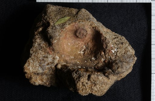 Aspidocrinus caroli Swartz