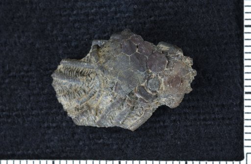 Gennaeocrinus arkonensis Whiteaves