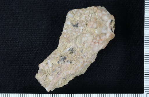 Typanocrinus strombos Ausich