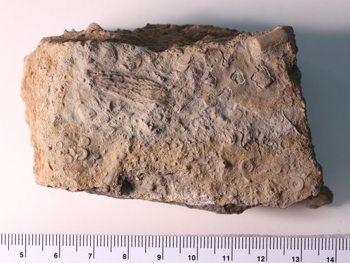 Heterocrinus geniculatus Ulrich
