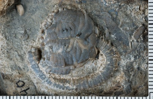 Mespilocrinus myllos Ausich Et Al
