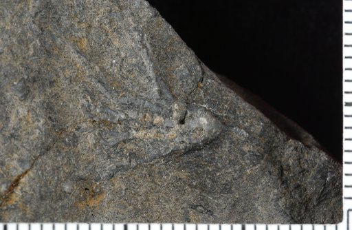 Aphelecrinus ? utahensis Webster