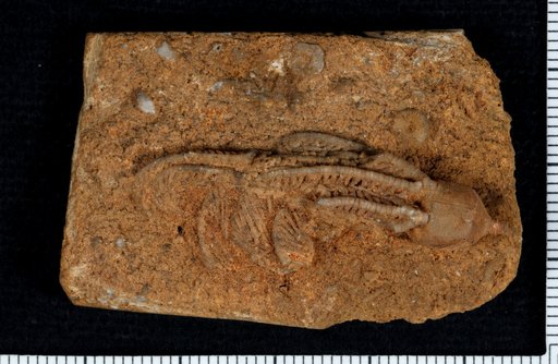 Dichocrinus laevis Hall