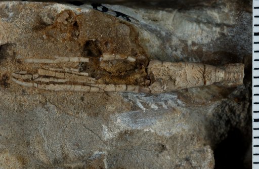 Sygcaulocrinus typus Ulrich