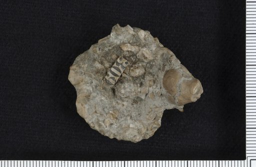 Alloprosallocrinus depressus Lyon & Casseday