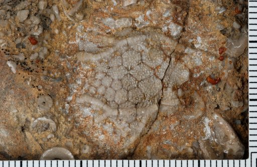 Glyptaster lockportensis Ringueberg