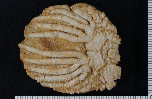 Platycrinus spinifer Wachsmuth & Springer