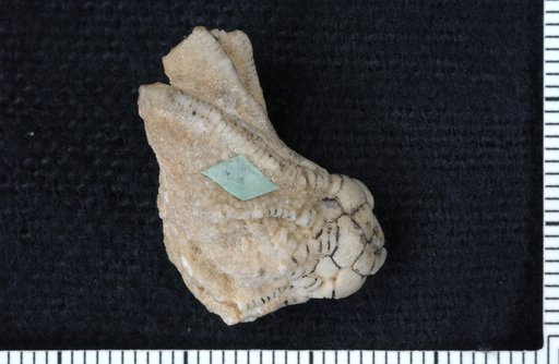 Gazacrinus depressus Springer