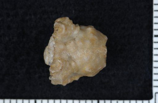 Macrostylocrinus ? pustulosus Springer
