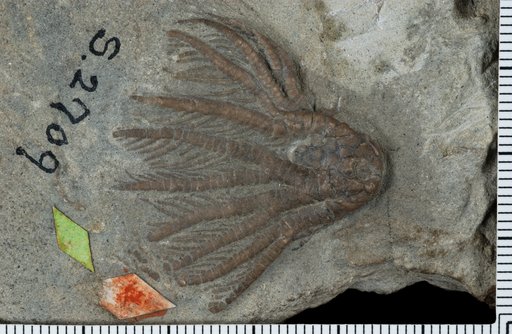 Poteriocrinus tentaculatus Worthen
