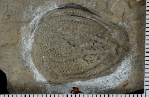 Hapalocrinus tuberculatus Springer
