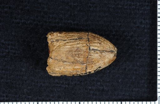 Dichocrinus oblongus Wachsmuth & Springer