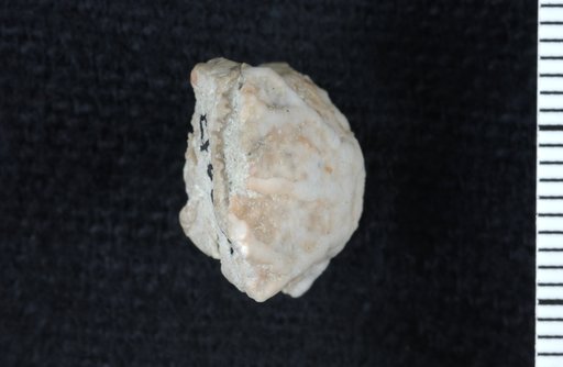 Rhachicrinus wrighti Ausich