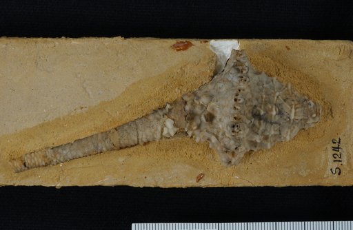 Teleiocrinus adolescens Wachsmuth & Springer